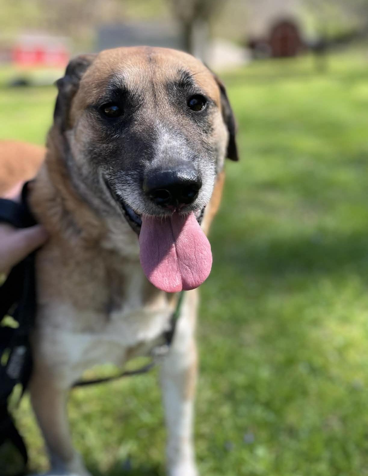Enlarge Kate, a Adoptable mixed breed in Ona, WV image 2/3