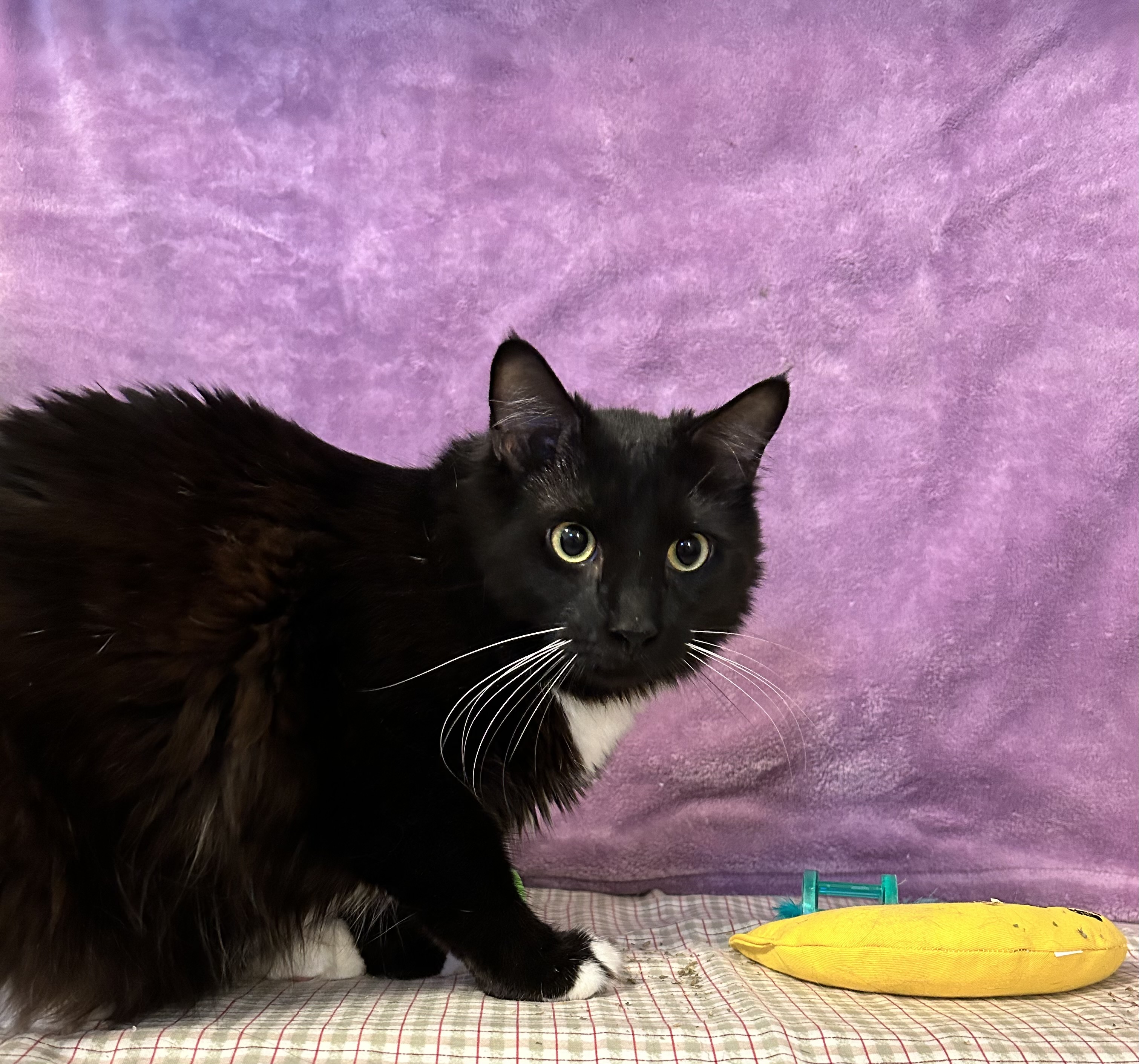 Enlarge Winston, a Adopted Domestic Medium Hair in South Daytona, FL image 1/1