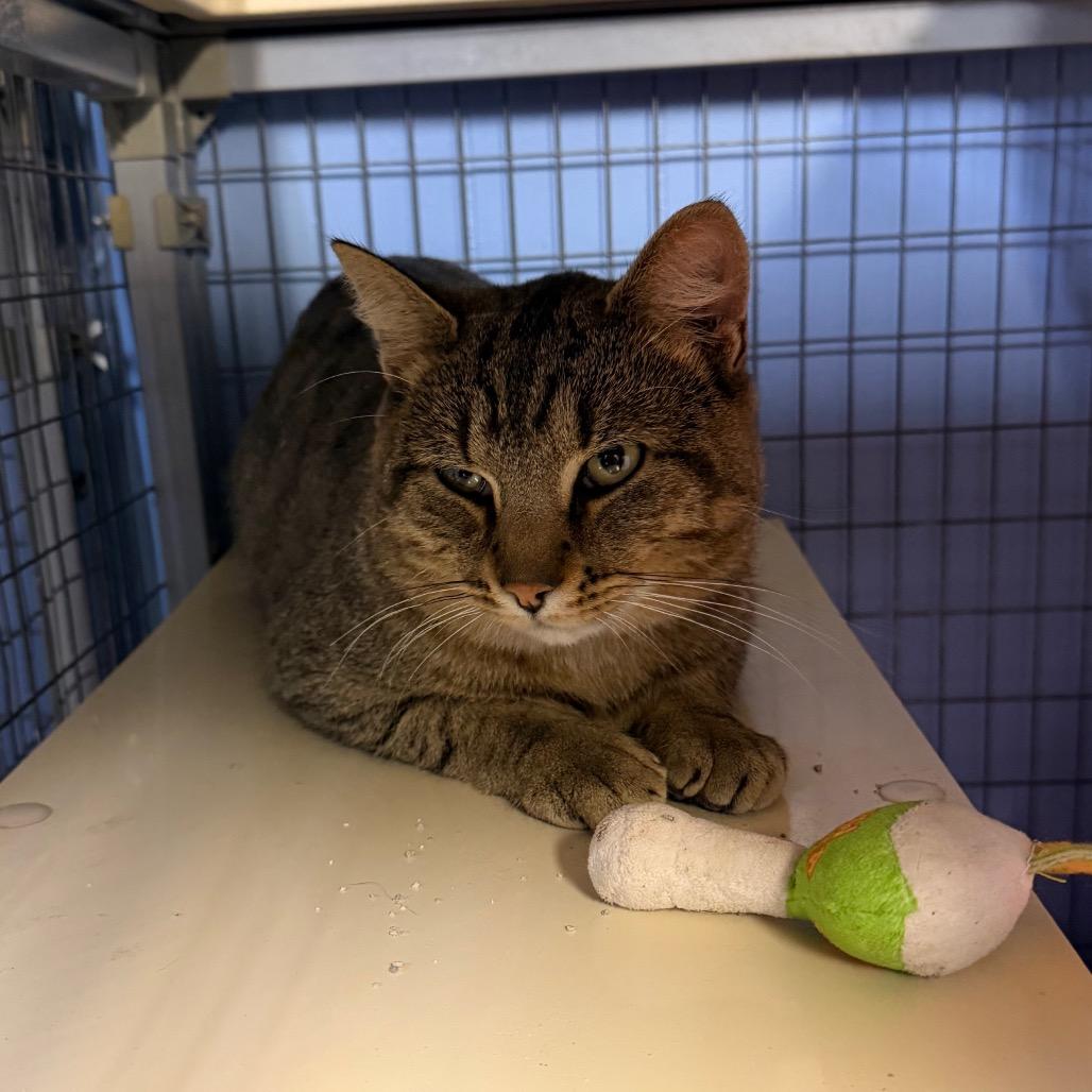 Enlarge Tommy, a Adoptable Domestic Short Hair in Tipton, IA image 1/2