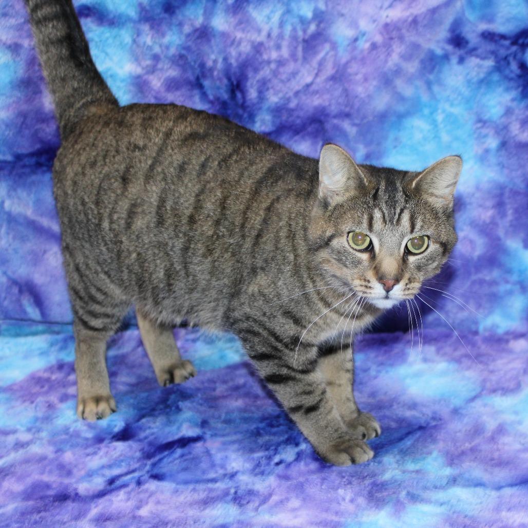 Enlarge Tommy, a Adoptable Domestic Short Hair in Tipton, IA image 2/3