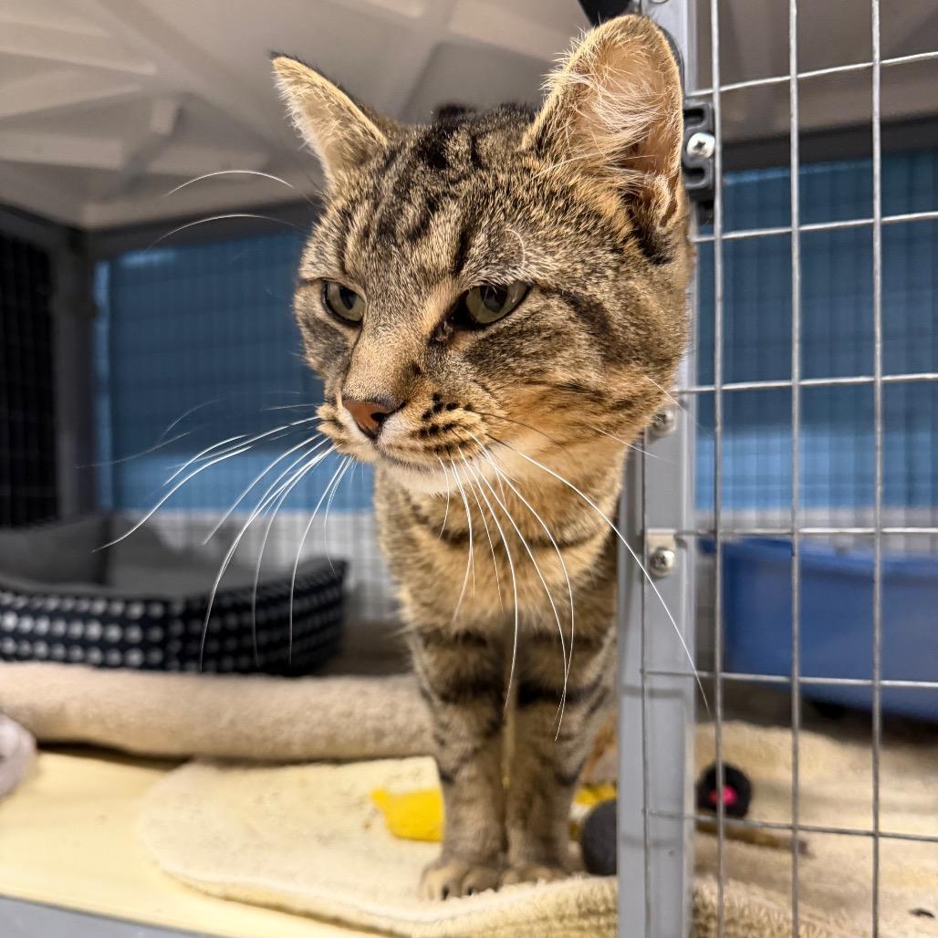 Enlarge Tommy, a Adoptable Domestic Short Hair in Tipton, IA image 2/2
