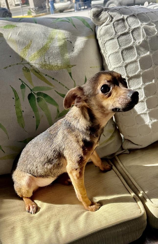 Tiki, Adoptable, Puppy Female Chihuahua.