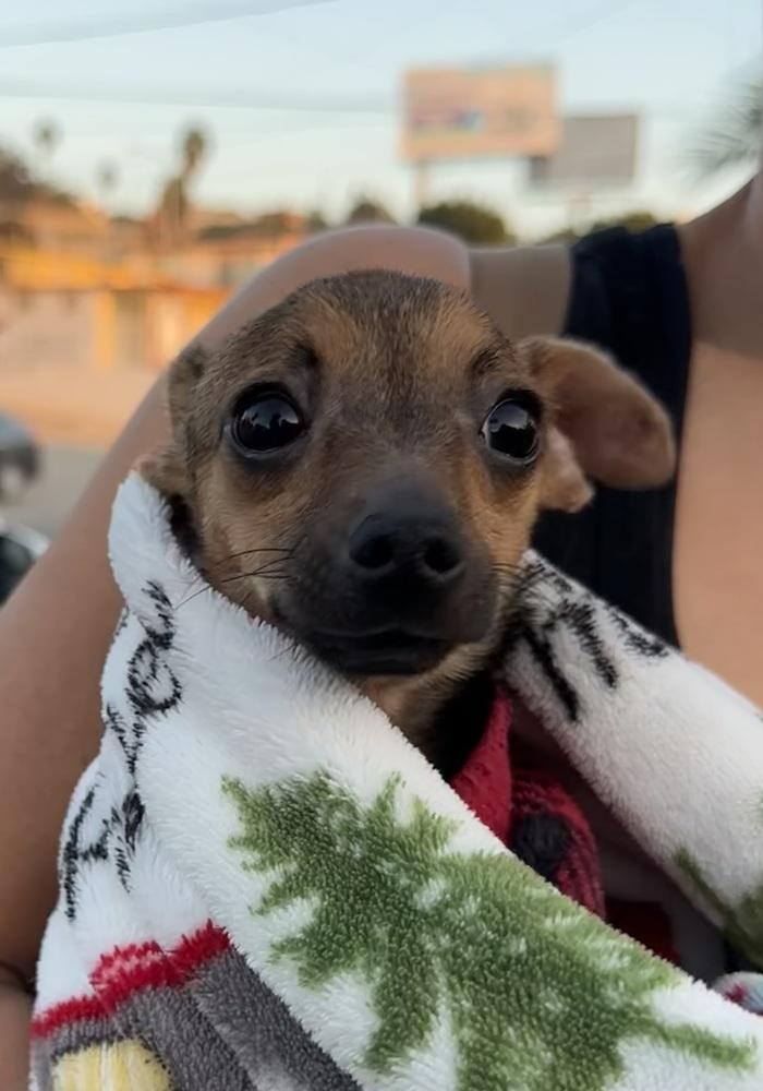 Enlarge Tiki, a Adoptable Chihuahua in Escondido, CA image 2/6