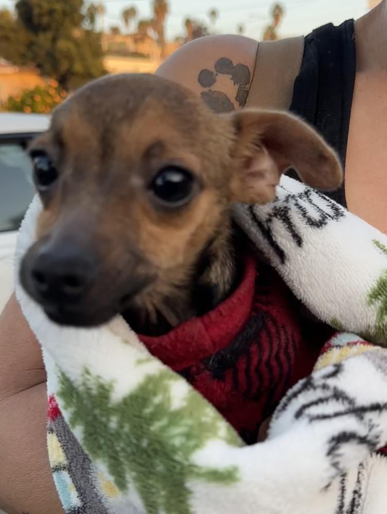Enlarge Tiki, a Adoptable Chihuahua in Escondido, CA image 3/6