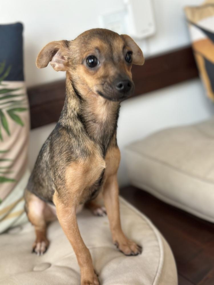 Enlarge Tiki, a Adoptable Chihuahua in Escondido, CA image 4/6