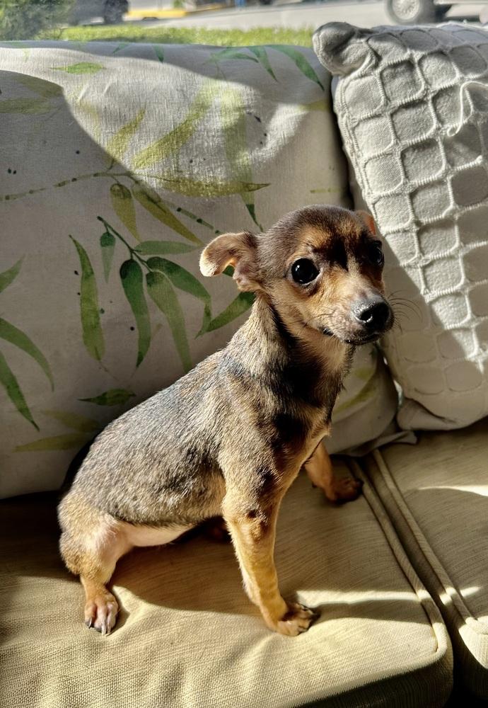 Enlarge Tiki, a Adoptable Chihuahua in Escondido, CA image 5/6