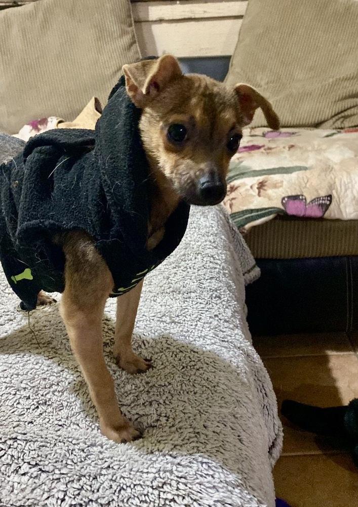 Enlarge Tiki, a Adoptable Chihuahua in Escondido, CA image 6/6