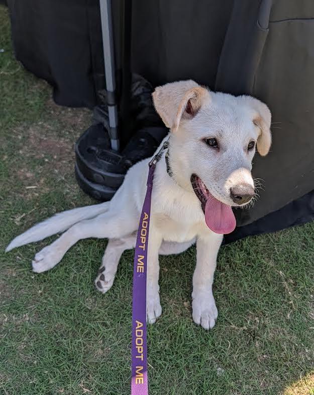 Enlarge Mongo, a Adoptable mixed breed in Garland, TX image 1/3