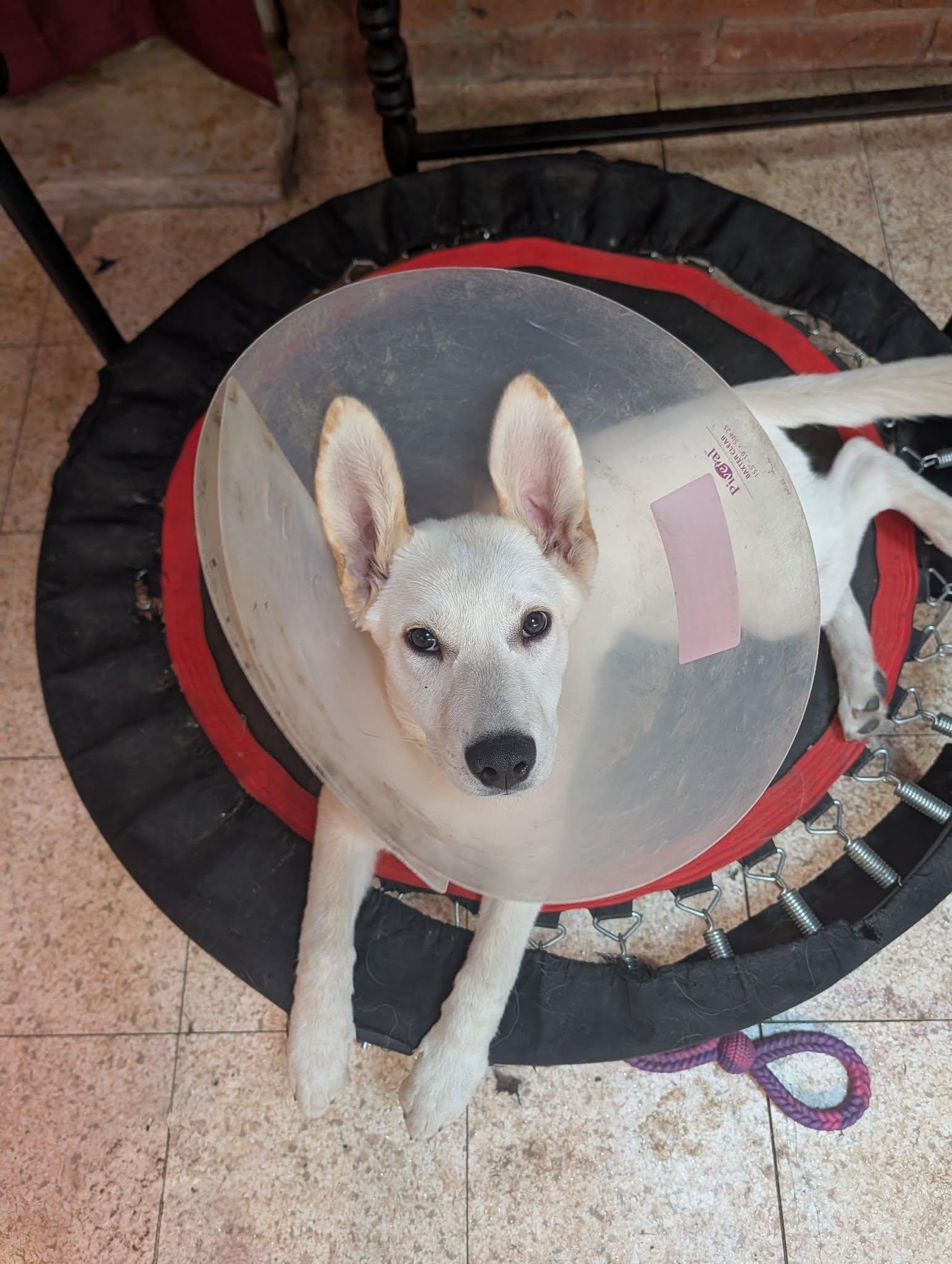 Enlarge Mongo, a Adoptable mixed breed in Garland, TX image 2/3