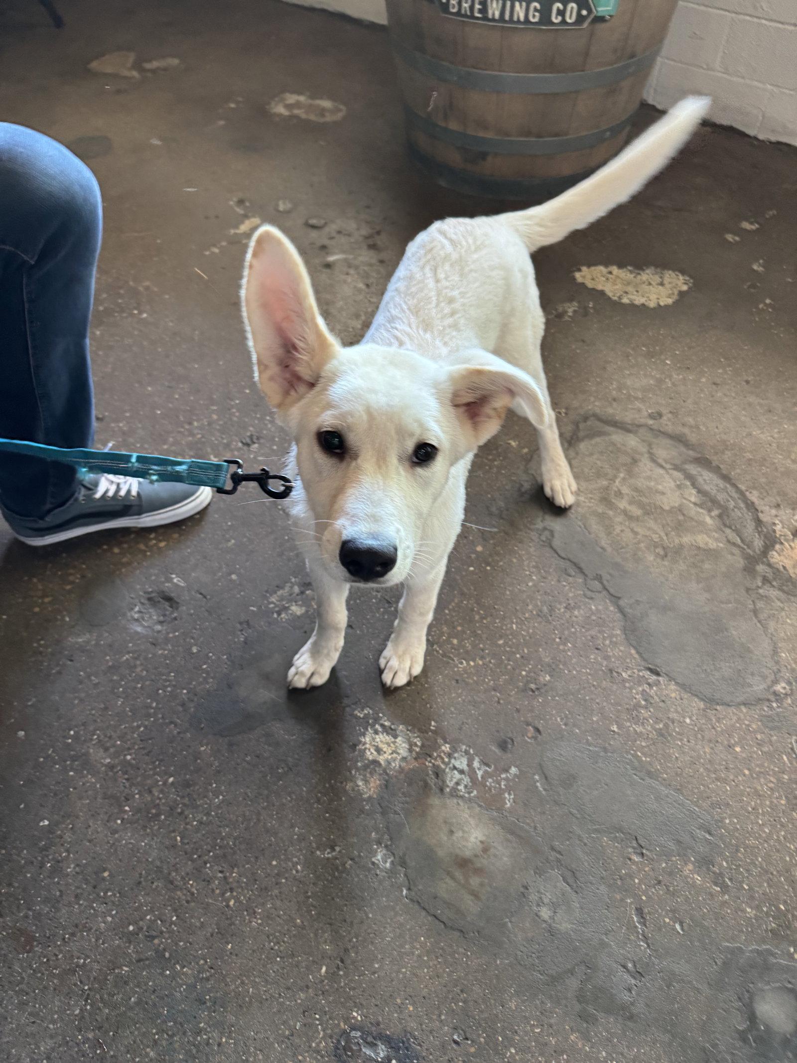 Enlarge Mongo, a Adoptable mixed breed in Garland, TX image 3/3