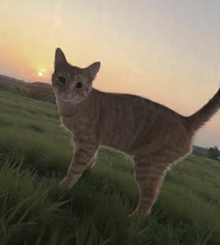 Luffi , an adopted Domestic Short Hair in Walkertown, NC image 1/2