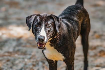 Doug, Adoptable, Young Male Mixed Breed.