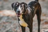 Doug, Adoptable, Young Male Mixed Breed.