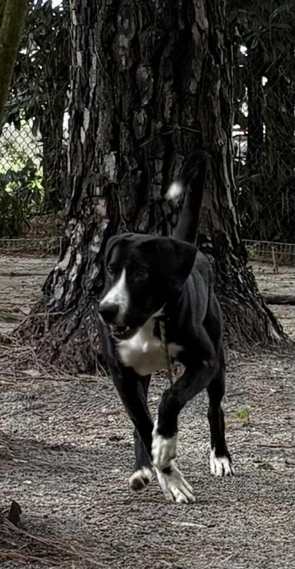 Doug, Adoptable, Young Male Mixed Breed.