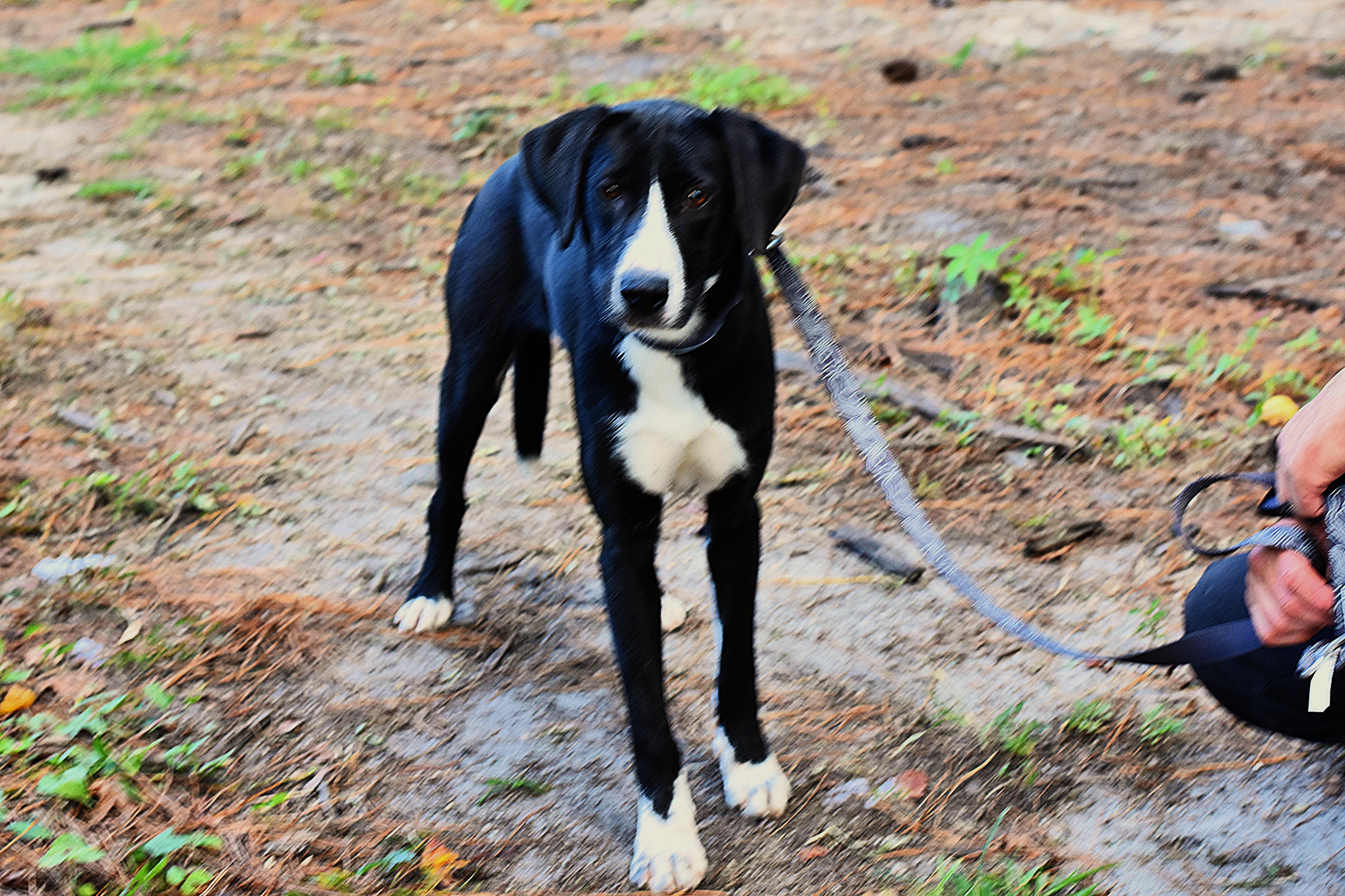 Doug, Adoptable, Young Male Mixed Breed.