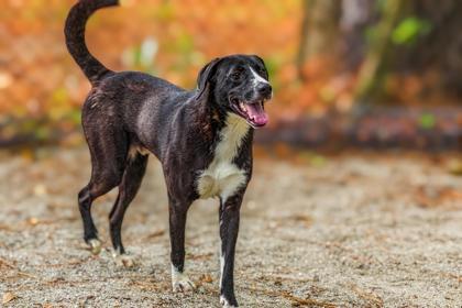 Enlarge Doug, a Adoptable Mixed Breed in Georgetown, SC image 2/3