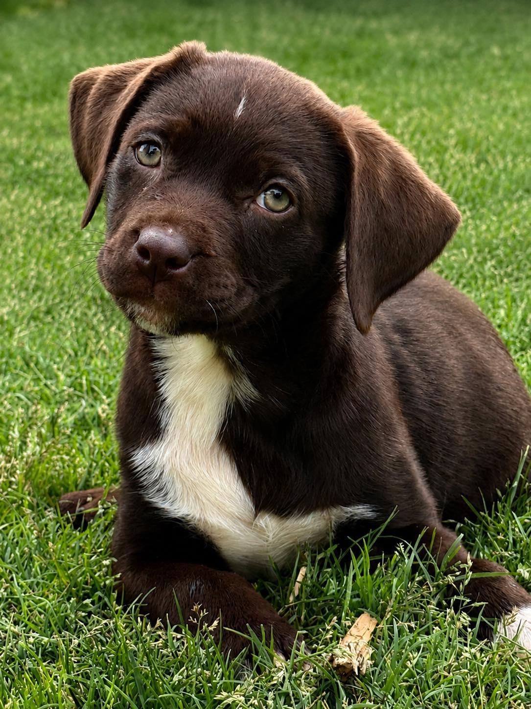 Ember, Adoptable, Puppy Female Labrador Retriever & Pit Bull Terrier.