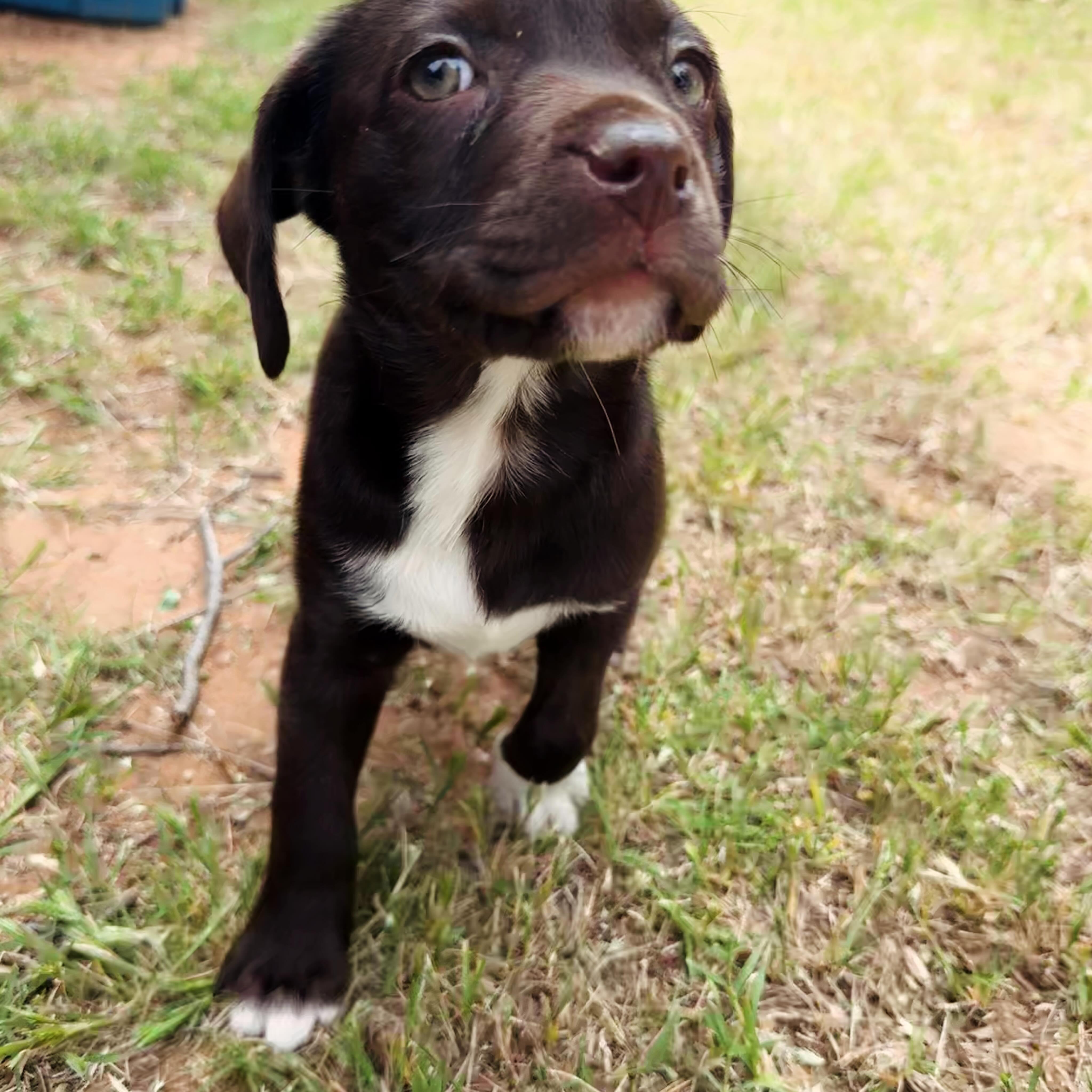 Ember, a Adoptable mixed breed in Piedmont, OK image 2/4
