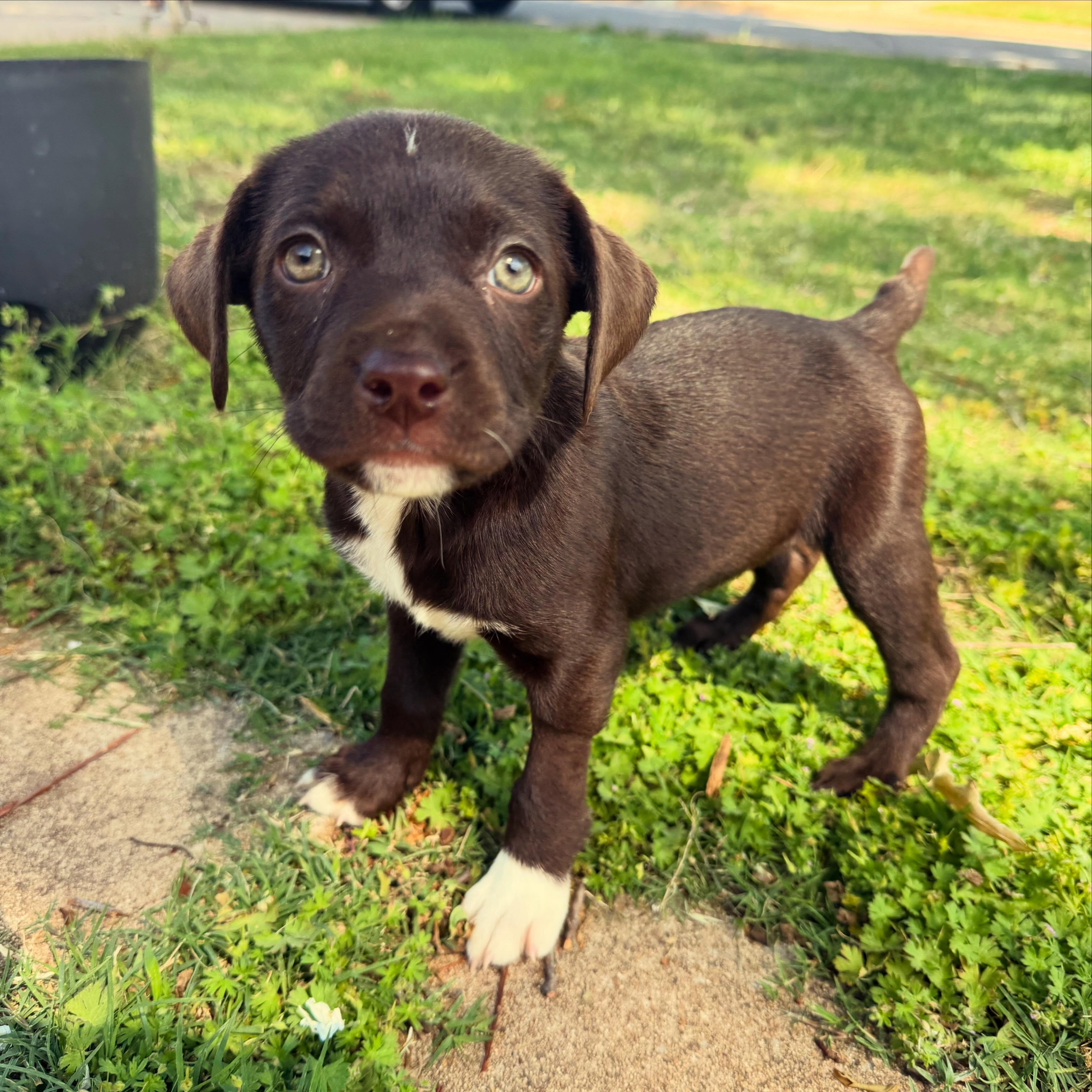 Ember, a Adoptable mixed breed in Piedmont, OK image 3/4