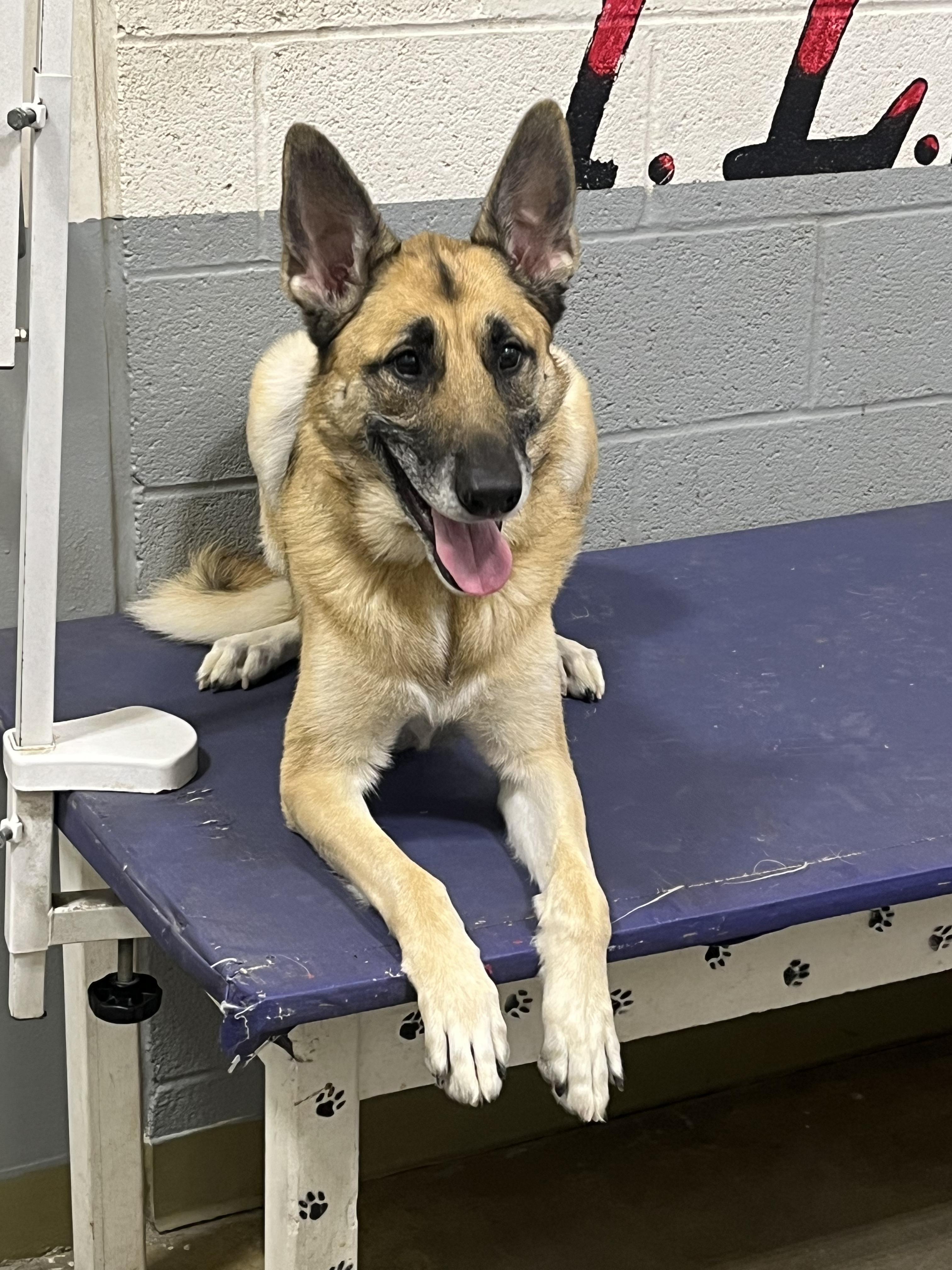 Enlarge Joise , a Adoptable mixed breed in Carey, OH image 3/3