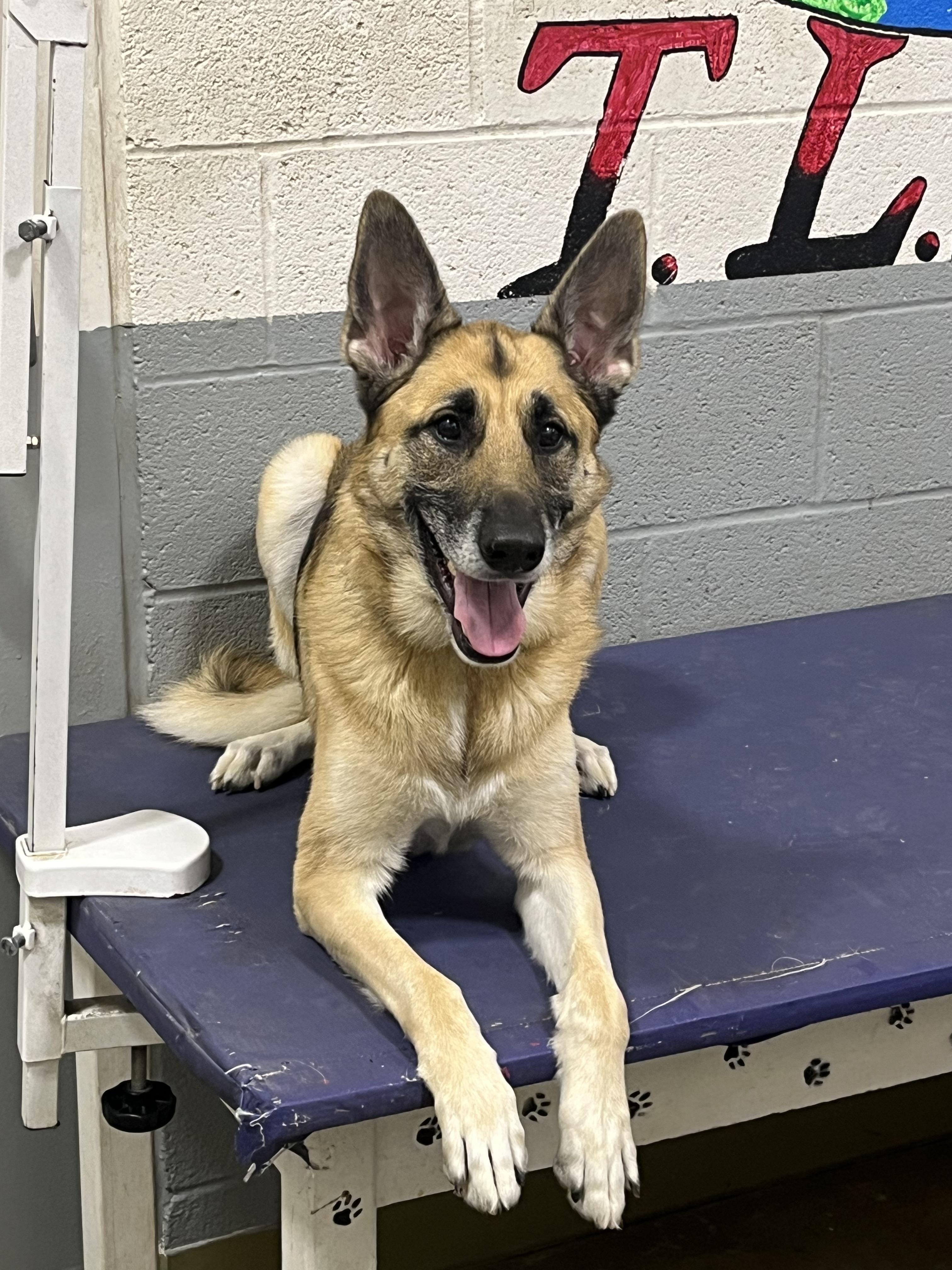 Enlarge Joise , a Adoptable mixed breed in Carey, OH image 2/3