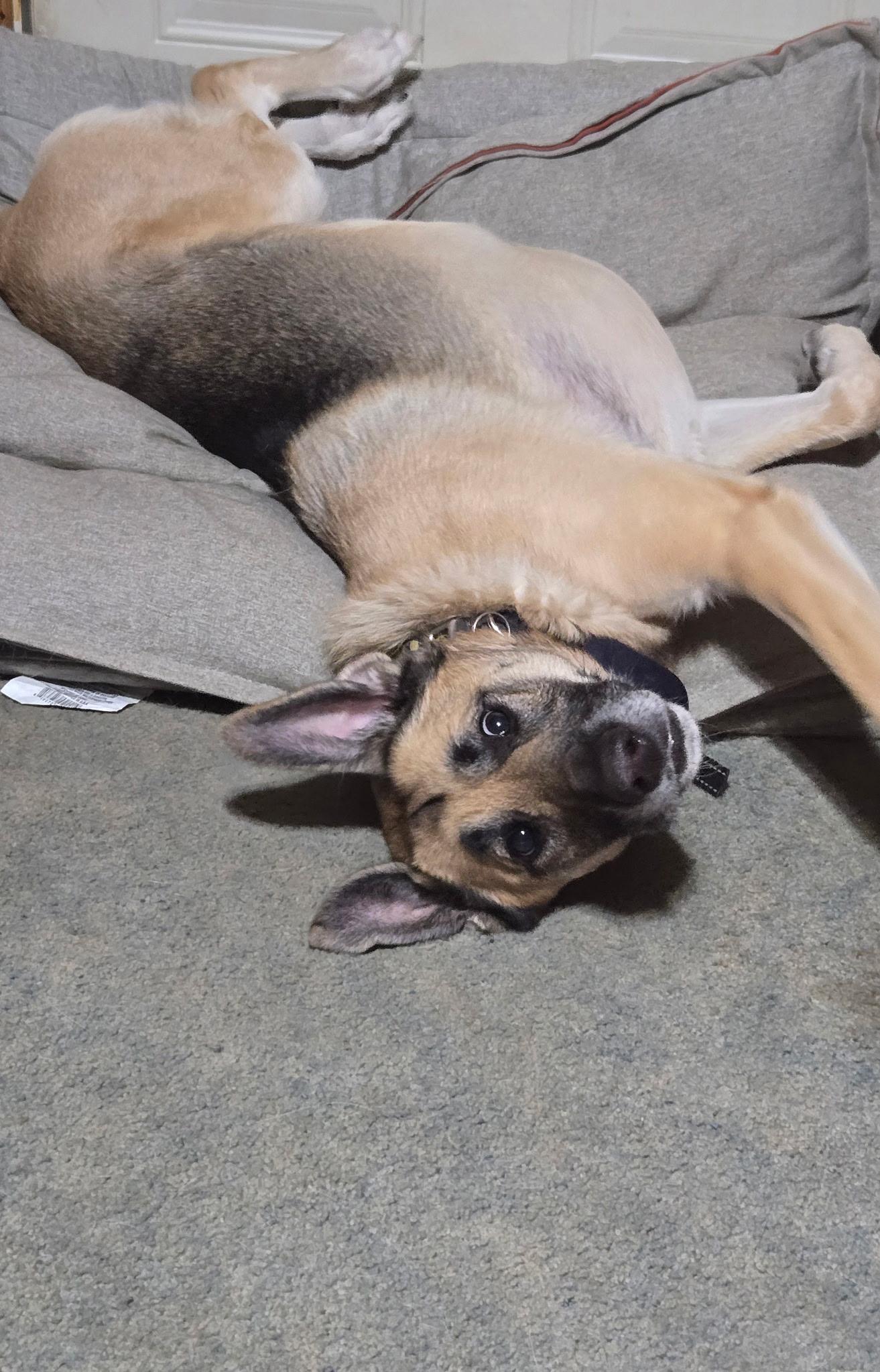 Joise , Adoptable, Adult Female German Shepherd Dog.