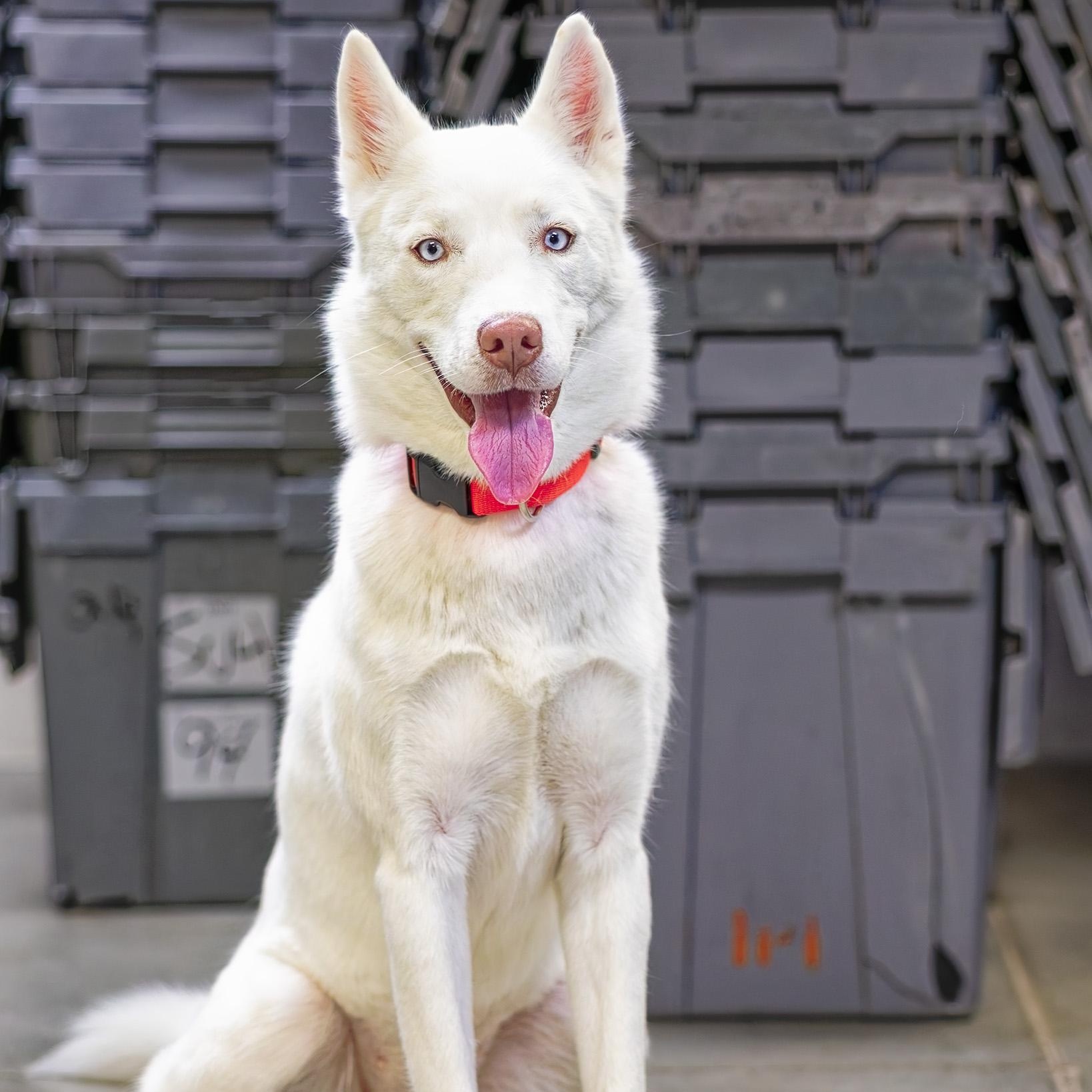 Snowy, an adoptable Husky in Clarinda, IA image 2/5