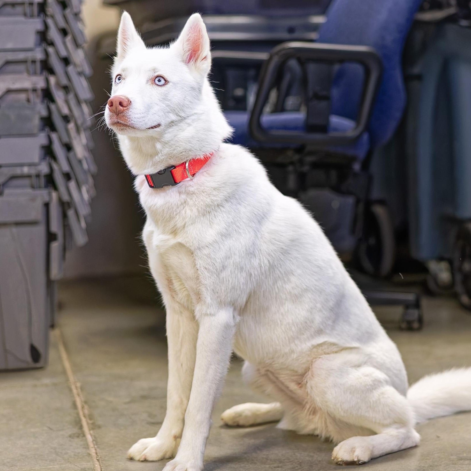 Snowy, an adoptable Husky in Clarinda, IA image 3/5