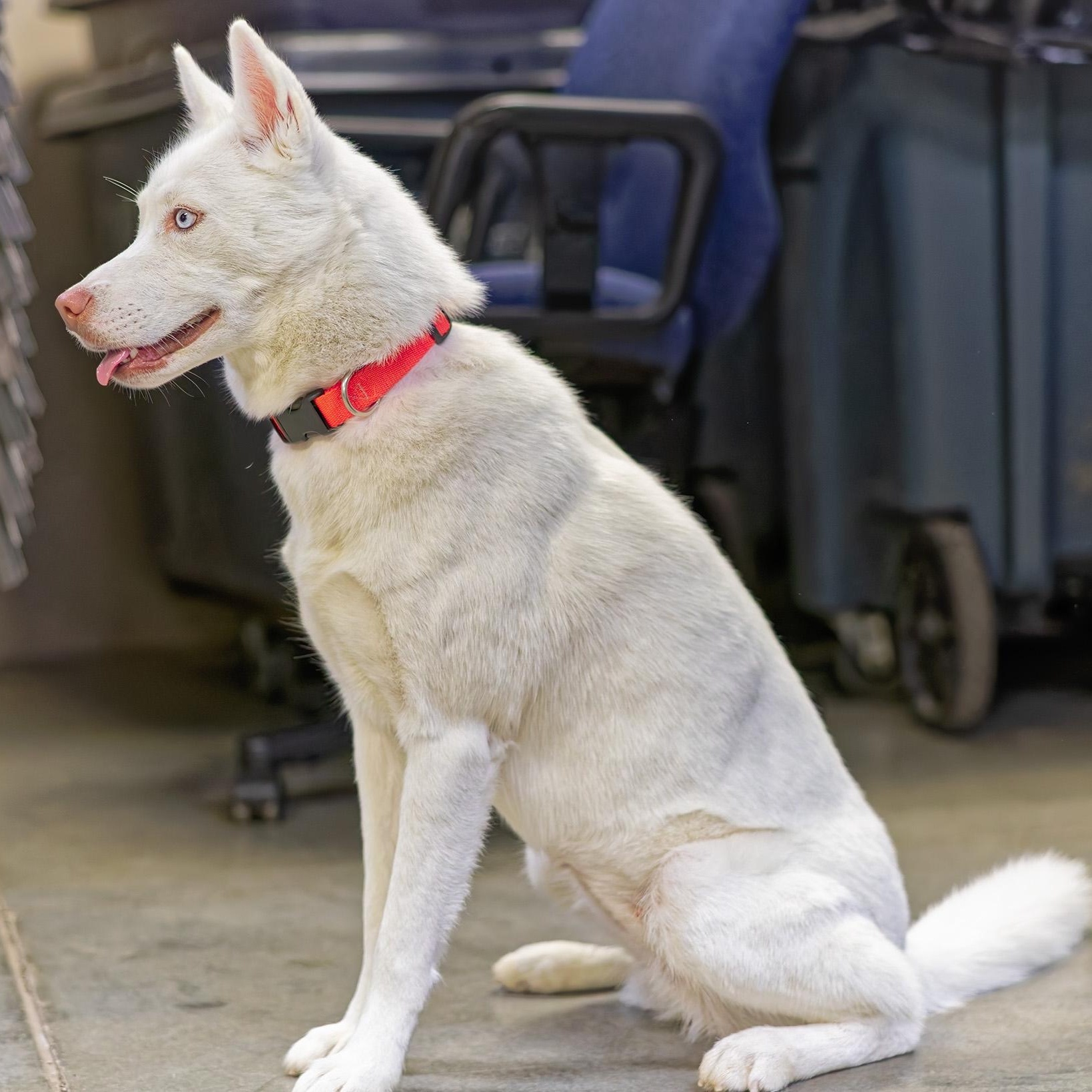 Snowy, an adoptable Husky in Clarinda, IA image 4/5