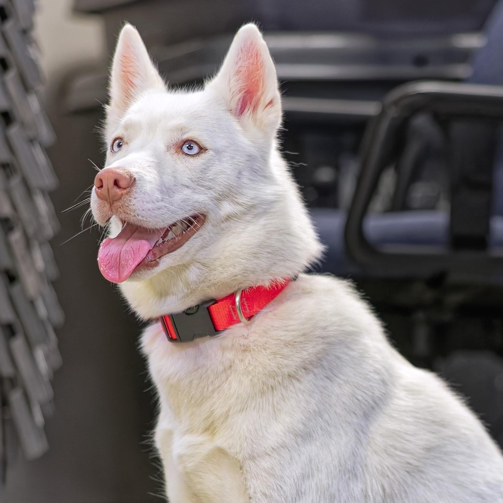 Snowy, an adoptable Husky in Clarinda, IA image 1/5