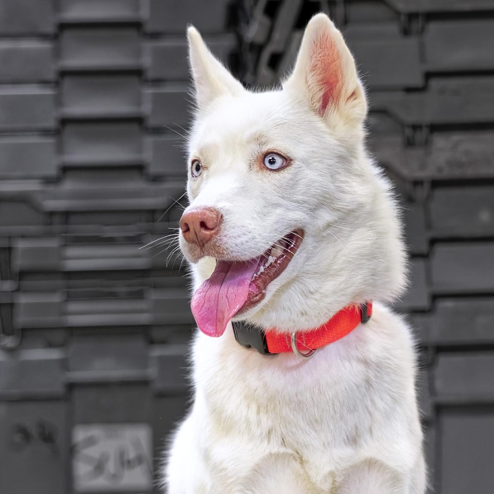 Snowy, an adoptable Husky in Clarinda, IA image 5/5