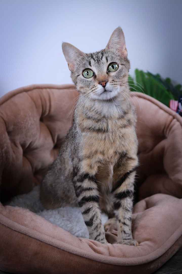 Peggy, a Adoptable mixed breed in Parker, TX image 1/6