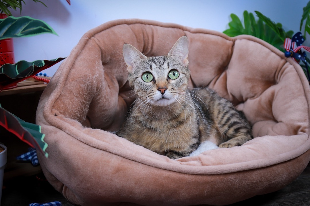 Peggy, a Adoptable mixed breed in Parker, TX image 2/6