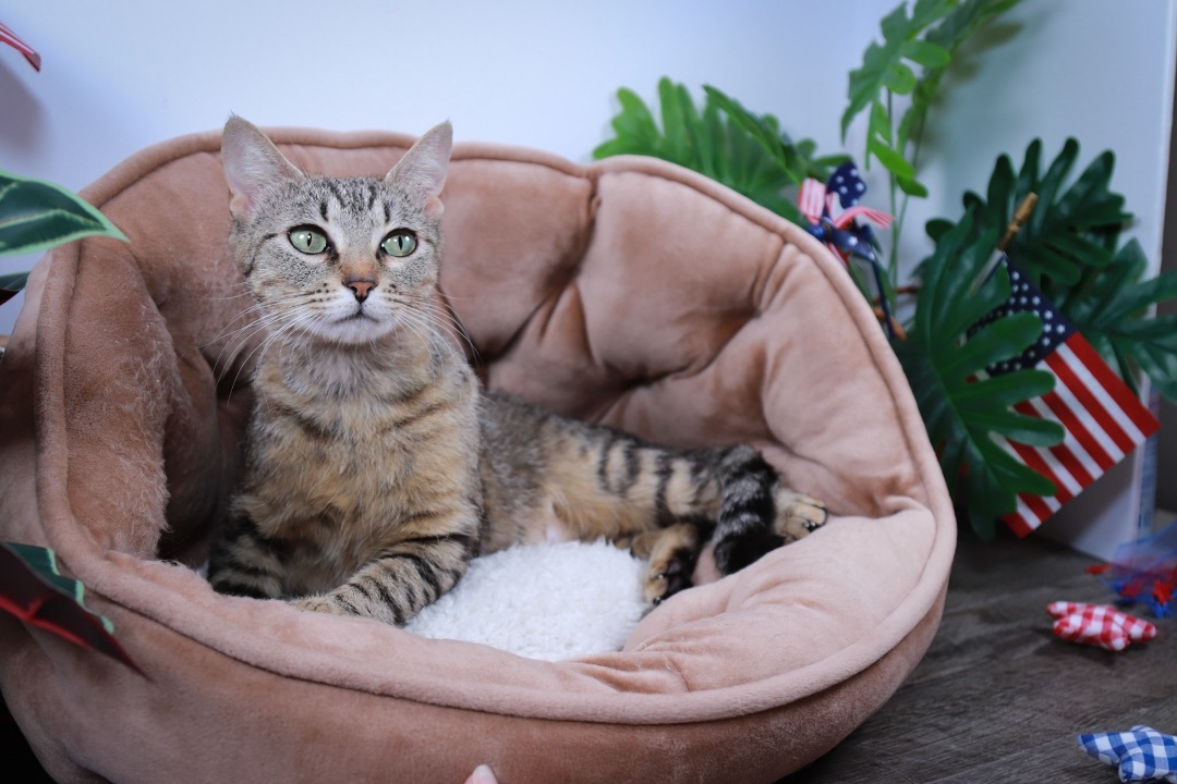 Peggy, a Adoptable mixed breed in Parker, TX image 3/6