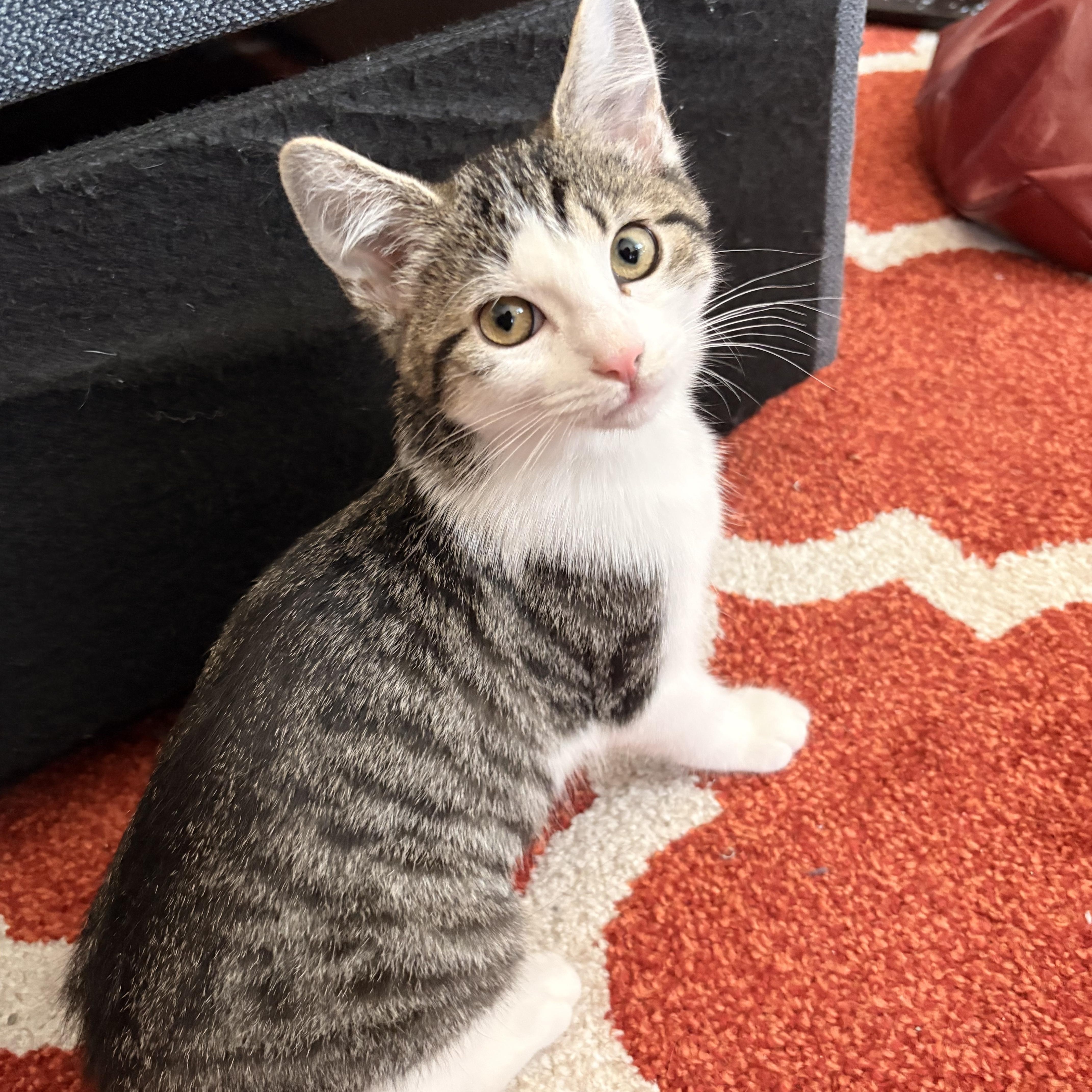 Lexus, Adoptable, Kitten Female Domestic Short Hair.
