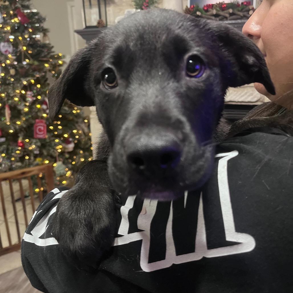 Rainier, Adoptable, Puppy Male Mixed Breed.