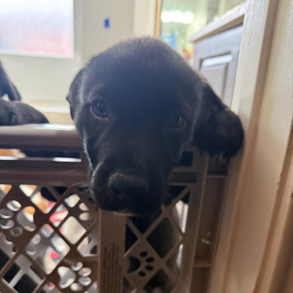 Rainier, a Adoptable Mixed Breed in Waco, TX image 2/2