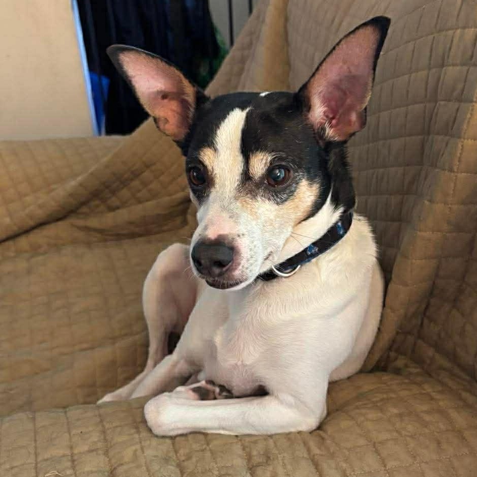 Rip - Adopted | Petfinder