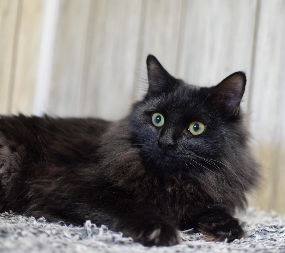 Raven, Adoptable, Kitten Female Domestic Long Hair.