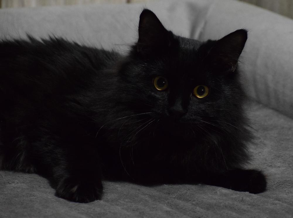Enlarge Raven, a Adoptable Domestic Long Hair in Ronkonkoma, NY image 2/6