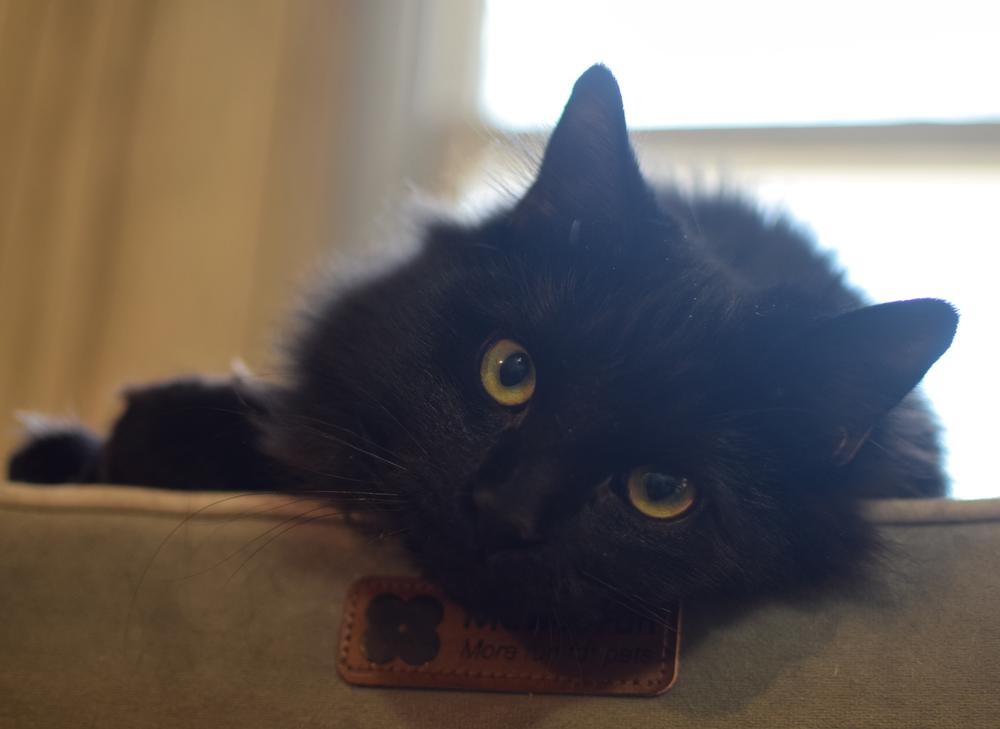 Enlarge Raven, a Adoptable Domestic Long Hair in Ronkonkoma, NY image 3/6
