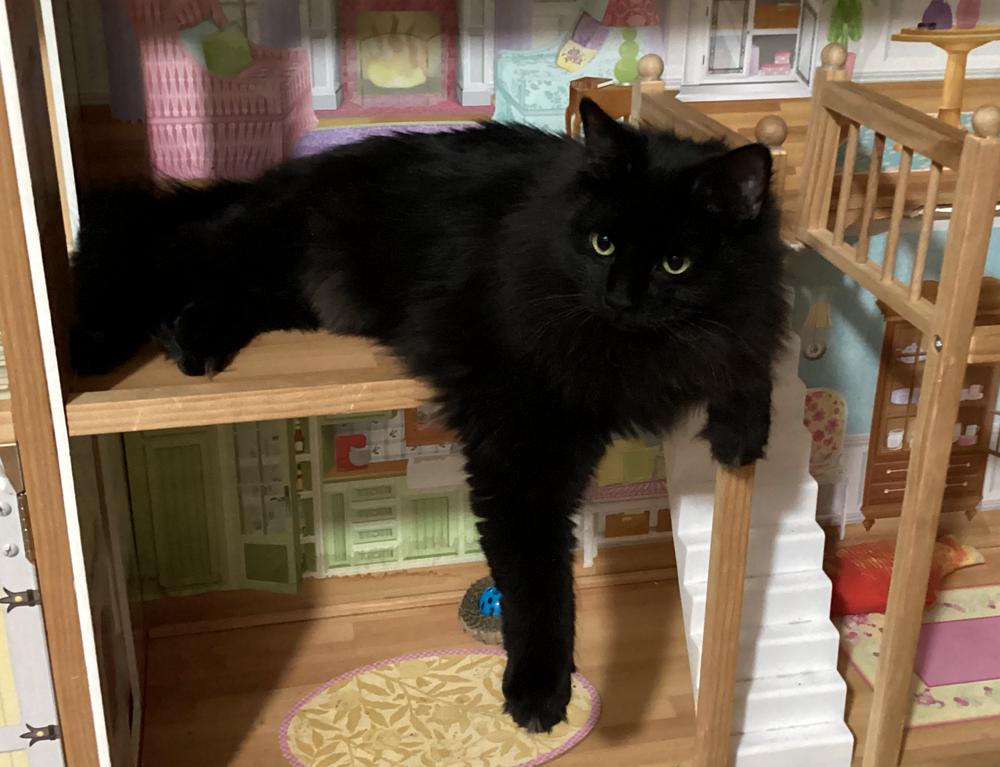 Enlarge Raven, a Adoptable Domestic Long Hair in Ronkonkoma, NY image 5/6