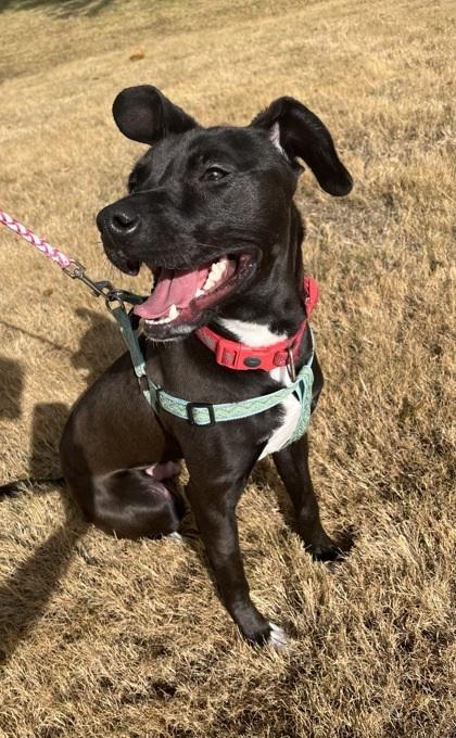 Jimmy, Adoptable, Adult Male Labrador Retriever.