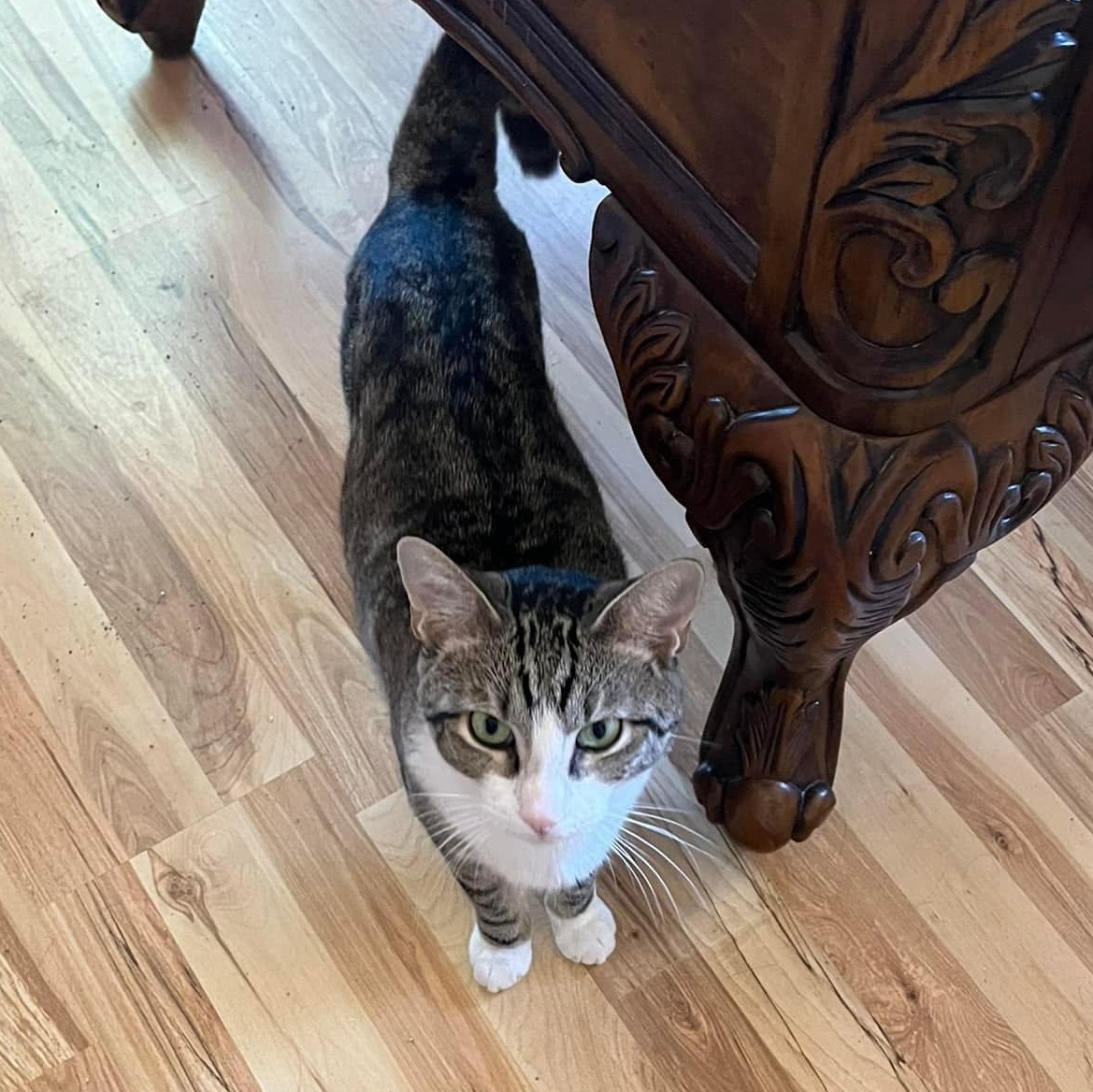 Enlarge Sam (Bonded with Sally), a Adoptable Domestic Short Hair in Queen Creek, AZ image 2/3