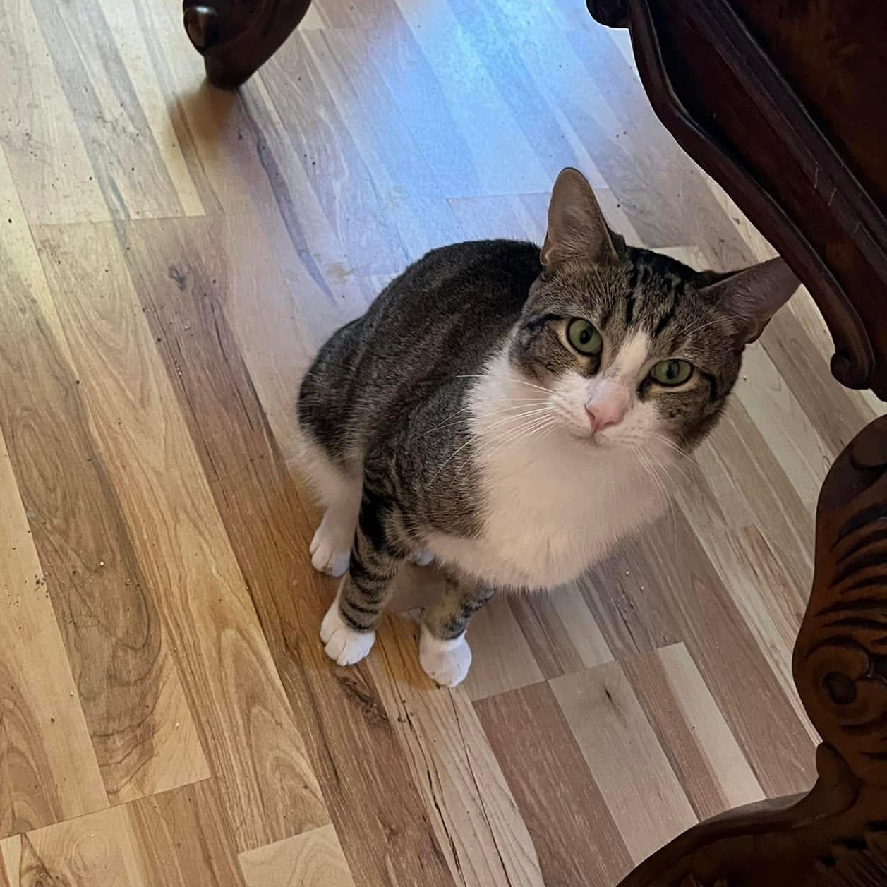 Sam (Bonded with Sally), Adoptable, Young Male Domestic Short Hair.