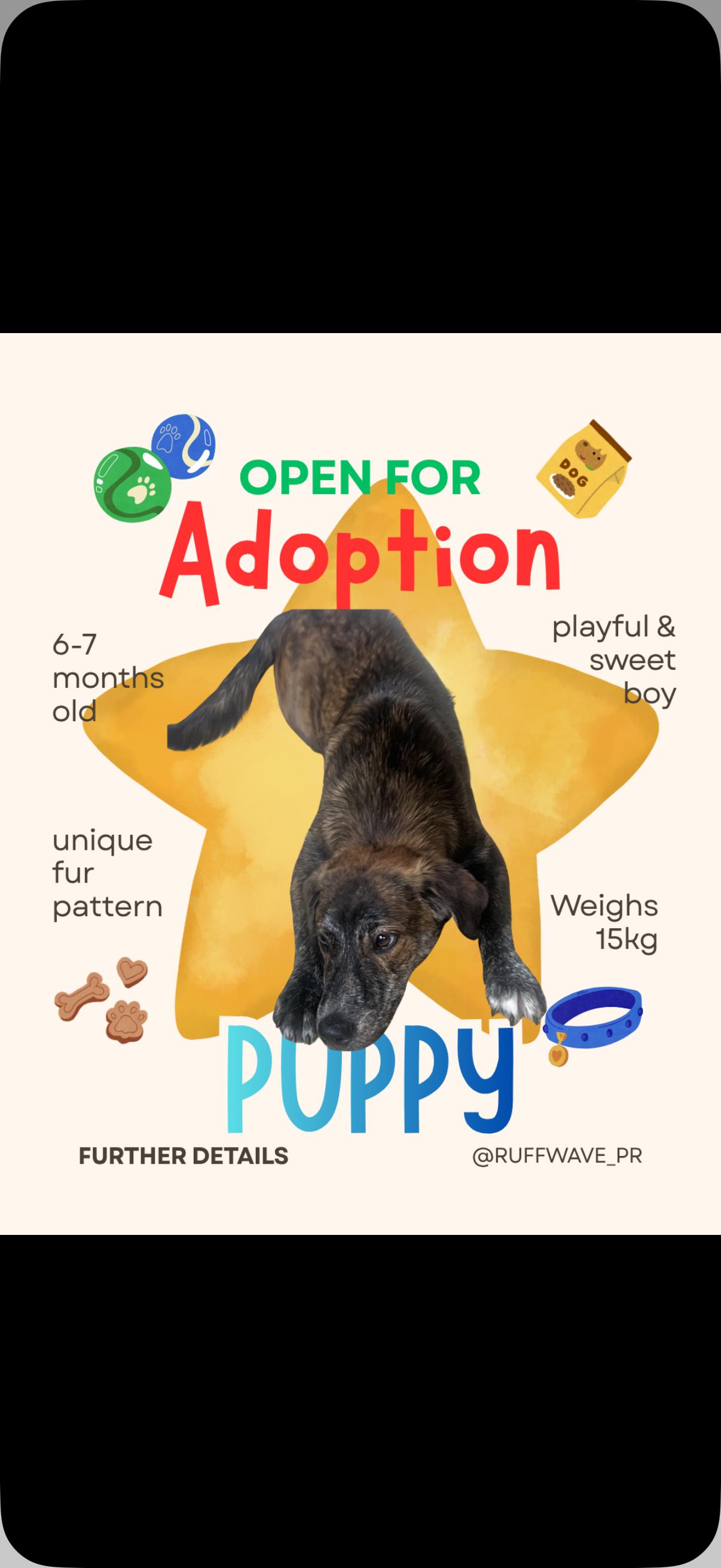 Pio - The Old Soul Pup, an adopted mixed breed in SAN JOSE, CA image 4/6