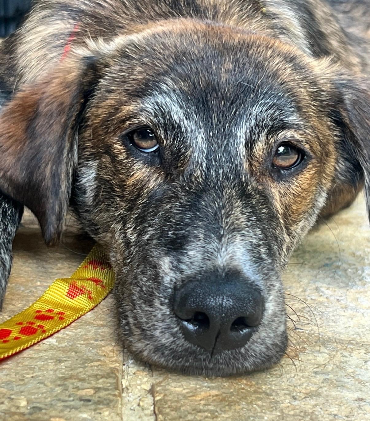 Pio - The Old Soul Pup, an adopted mixed breed in SAN JOSE, CA image 3/6
