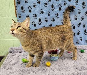 Enlarge Lisa, a ADOPTABLE Domestic Short Hair in Bucyrus, OH image 1/3