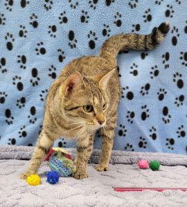 Enlarge Lisa, a ADOPTABLE Domestic Short Hair in Bucyrus, OH image 3/3