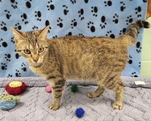 Enlarge Lisa, a ADOPTABLE Domestic Short Hair in Bucyrus, OH image 2/3